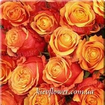 Cherry Brandy rose